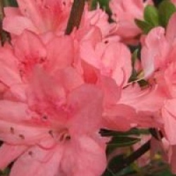 Rhododendron 'Blaauw's Pink'