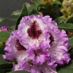 Rhododendron 'Blue Peter'