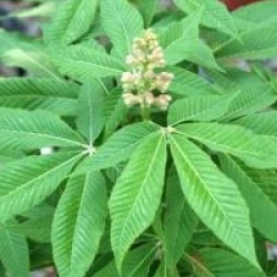 Aesculus x mutabilis 'Induta'