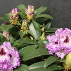 Rhododendron 'Blue Peter'