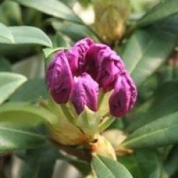 Rhododendron 'Blue Peter'