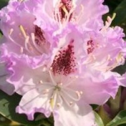 Rhododendron 'Blue Peter'