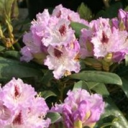 Rhododendron 'Blue Peter'