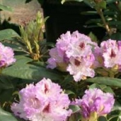Rhododendron 'Blue Peter'