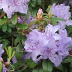 Rhododendron 'Blue Tilt'