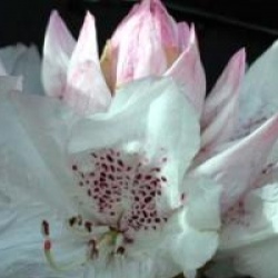 Rhododendron hybride Boddaertianum