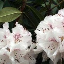 Rhododendron 'Boddaertianum'