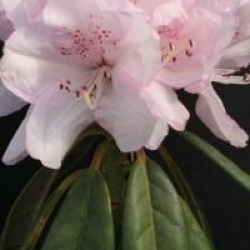 Rhododendron 'Boddaertianum'