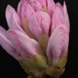 Rhododendron 'Boddaertianum'