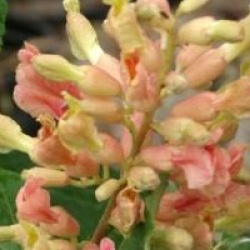 Aesculus x mutabilis 'Induta' - Marronnier Induta