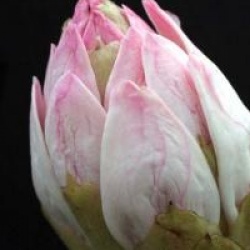 Rhododendron 'Boddaertianum'