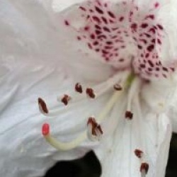Rhododendron 'Boddaertianum'