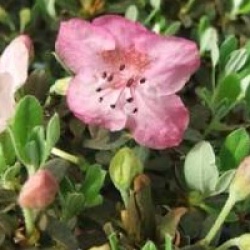 Rhododendron calostrotum 'Gigha'