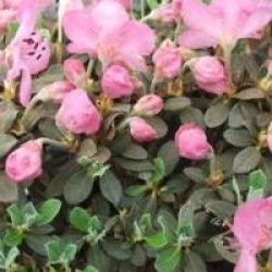 Rhododendron calostrotum 'Gigha'