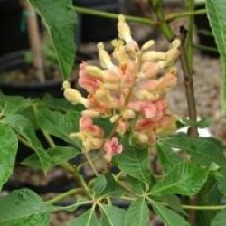 Aesculus x mutabilis 'Induta'