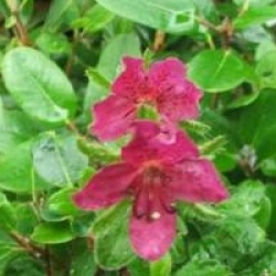 Rhododendron camtschaticum