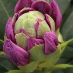 Rhododendron hybride Catawbiense Grandiflorum