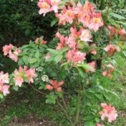 Rhododendron 'Cecile'