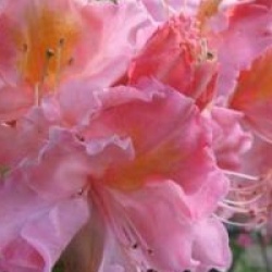 Rhododendron 'Cecile'