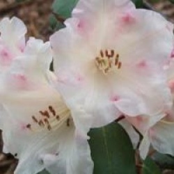 Rhododendron 'Cilpinense'