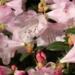 Rhododendron 'Cilpinense'