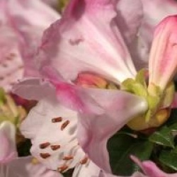 Rhododendron 'Cilpinense'