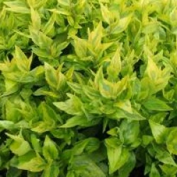 Abelia x grandiflora 'Kaleidoscope' cov 