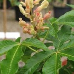 Aesculus x mutabilis 'Induta'