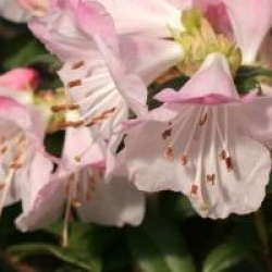 Rhododendron 'Cilpinense'