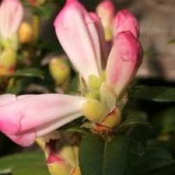 Rhododendron 'Cilpinense'