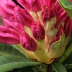 Rhododendron 'Constanze' - Rhododendron Constanze