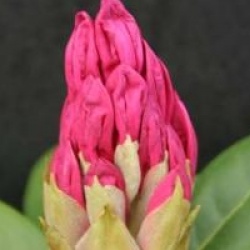 Rhododendron 'Cosmopolitan'