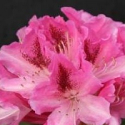Rhododendron hybride Cosmopolitan