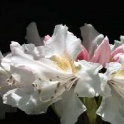 Rhododendron 'Cunningham's White'
