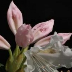 Rhododendron 'Cunningham's White'
