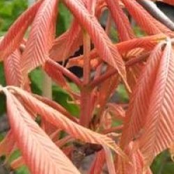 Aesculus x neglecta 'Erythroblastos'