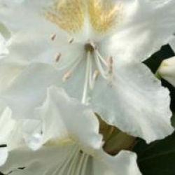 Rhododendron hybride Cunnigham's White