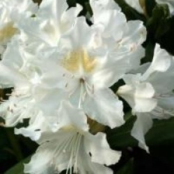 Rhododendron 'Cunningham's White'