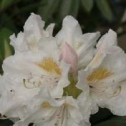 Rhododendron 'Cunningham's White'