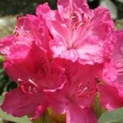 Rhododendron 'Cynthia'