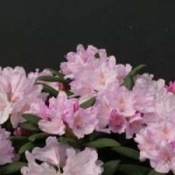 Rhododendron 'Daniel Gelin'