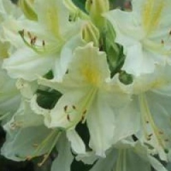 Rhododendron 'Daviesii'