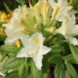 Rhododendron 'Daviesii' - Azal�e caduque Daviesii