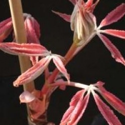 Aesculus x neglecta 'Erythroblastos'