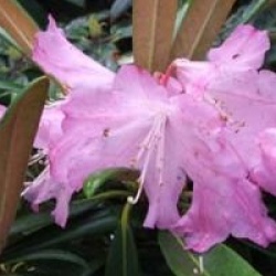 Rhododendron Rae's Delight