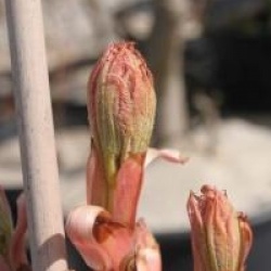 Aesculus x neglecta 'Erythroblastos'