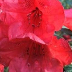 Rhododendron nain Elizabeth