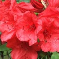 Rhododendron 'Elizabeth'