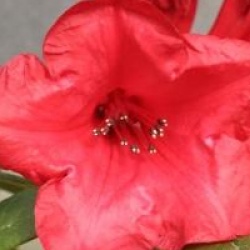 Rhododendron 'Elizabeth'