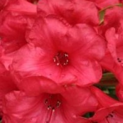 Rhododendron 'Elizabeth'